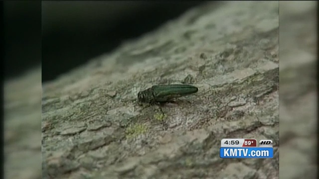 emerald ash borer research paper The emerald ash borer (eab) the insecticides available for treating eab have been shown to be effective in protecting ash in university research trials. emerald ash borer research paper The emerald ash borer (eab) the insecticides available for treating eab have been shown to be effective in protecting ash in university research trials.