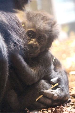 Henry Doorly Zoo picks gorilla baby name