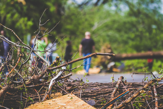 Tree drop off information