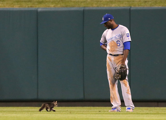 MUST SEE: Cat goes on field, attacks stadium worker