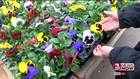 Weather delaying spring flowers